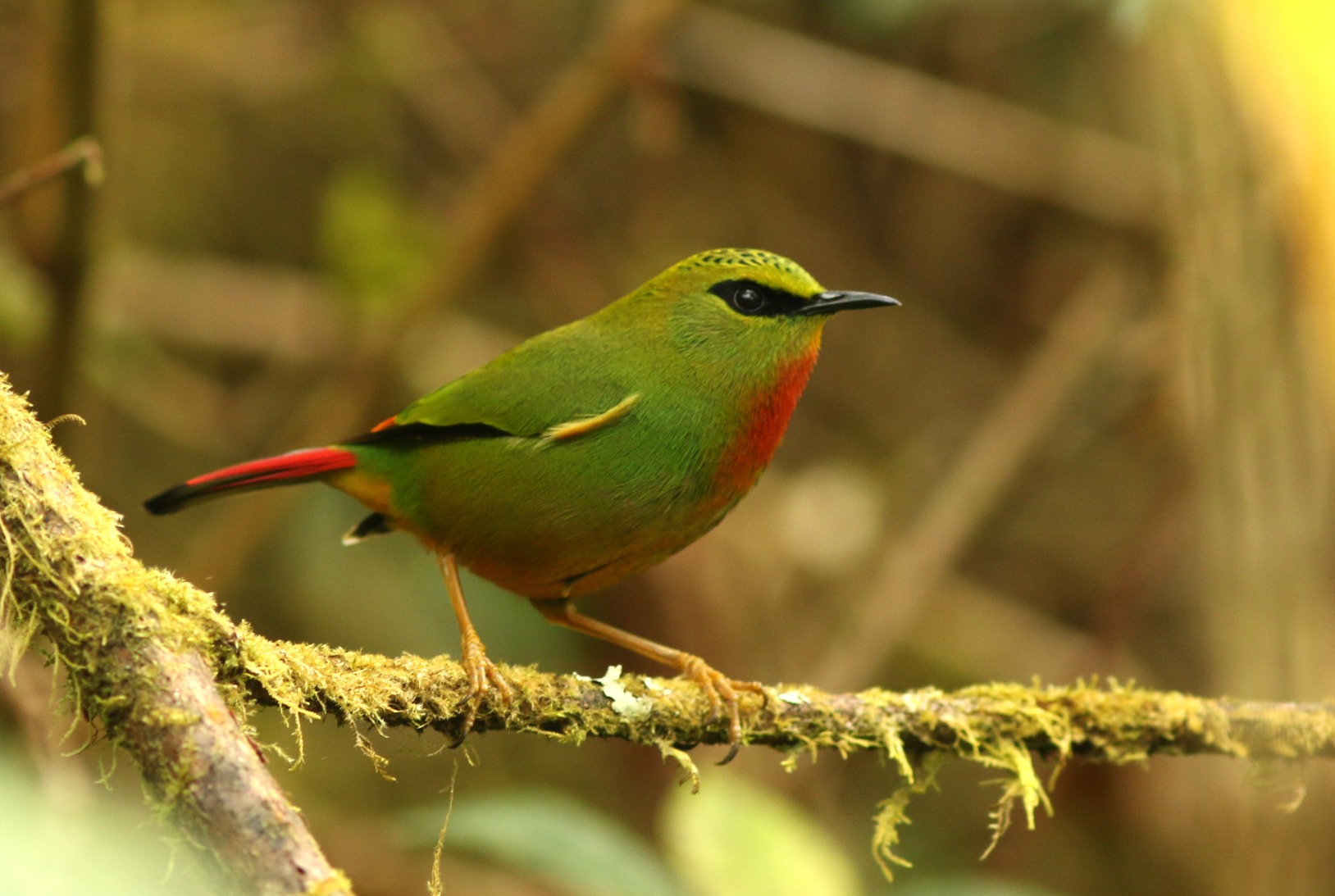 Fire-tailed Myzornis IMG_1112
