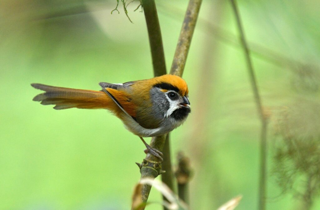 Black-throated-Parrotbill_DSC0915-2