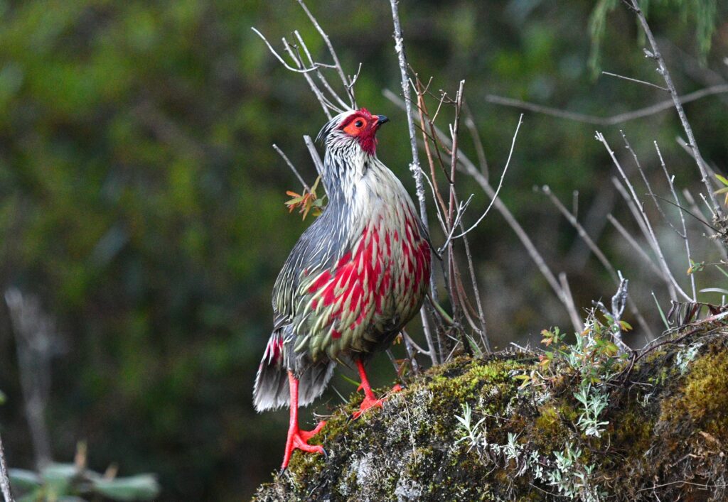 Blood-Pheasant-DSC_1260-1