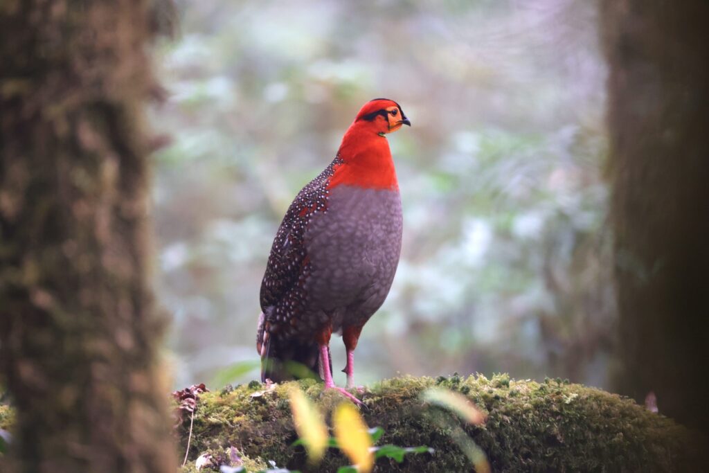 Blyth_s-Tragopan-048A5623-1-scaled