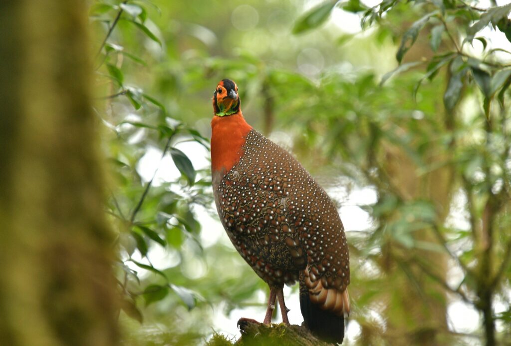 Blyth_s-Tragopan_DSC9312