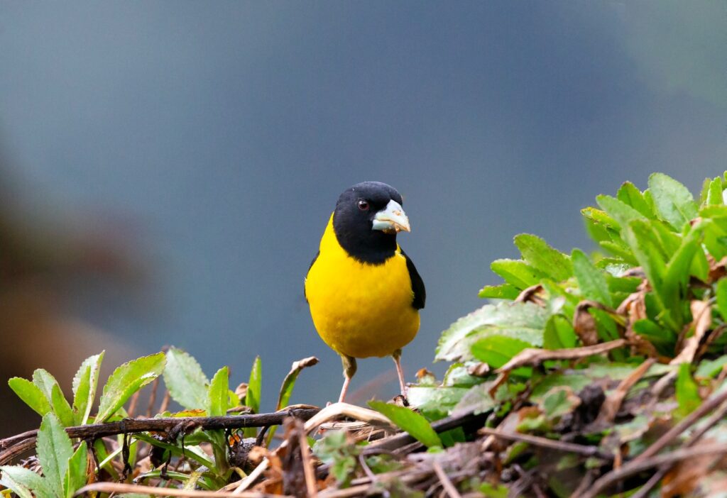 Collared-Grosbeak-AS5P0665-1