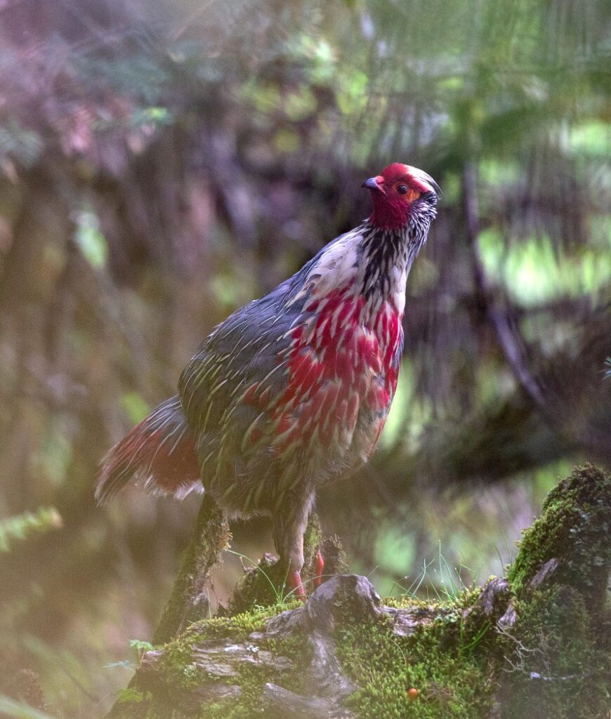 Blood-Pheasant-_AS5P9740