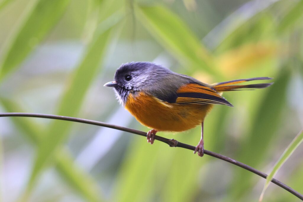 Golden-breasted-Fulvetta-048A1229