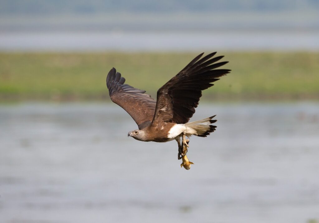 Grey-headed-Fish-eagle-AS5P9560