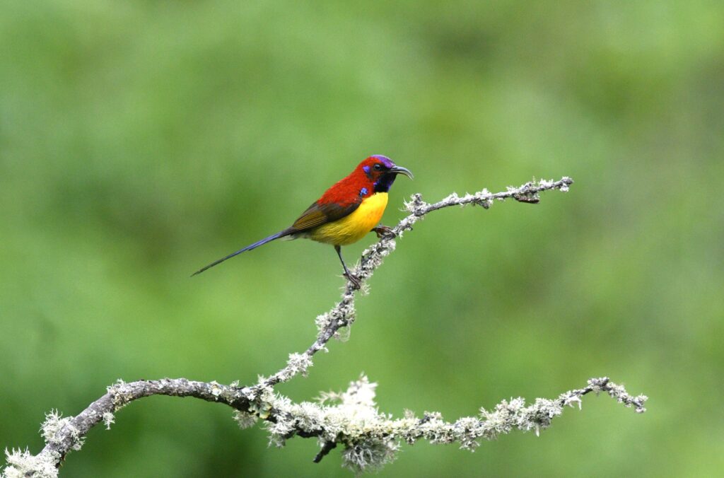 Mrs-Gould_s-Sunbird-DSC_1933-2