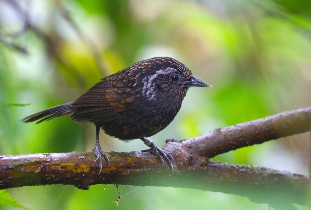 Sikkim-Wedge-billed-Babbler-IMG_8076