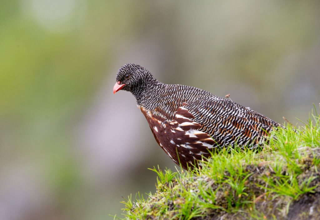 Snow-Partridge-AS5P9849