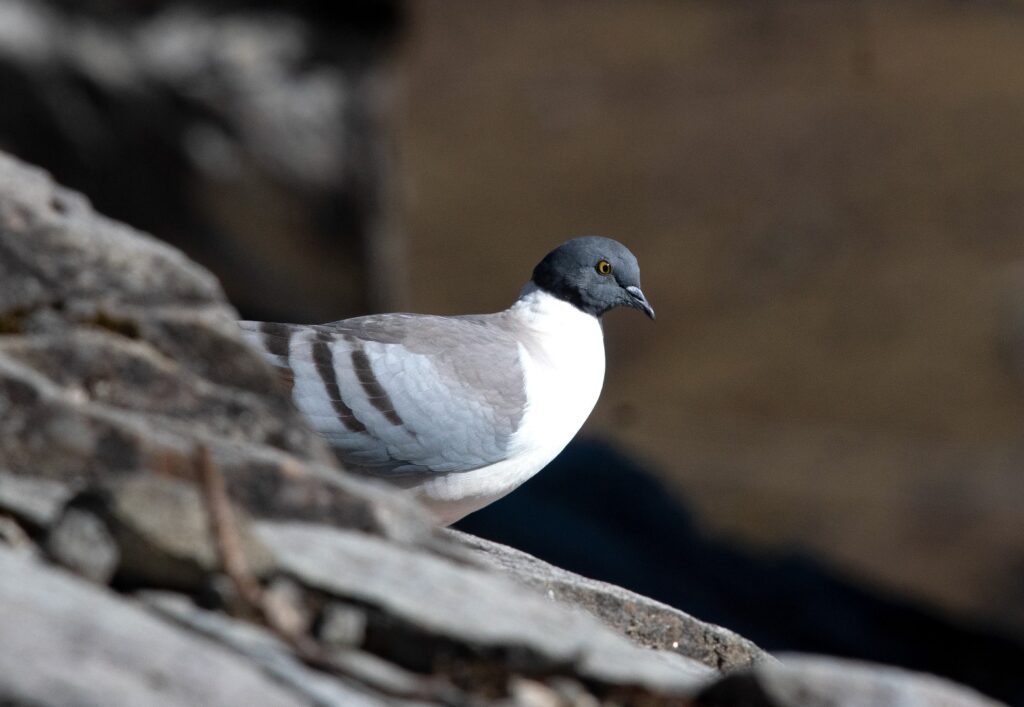Snow-Pigeon-DSC_3386