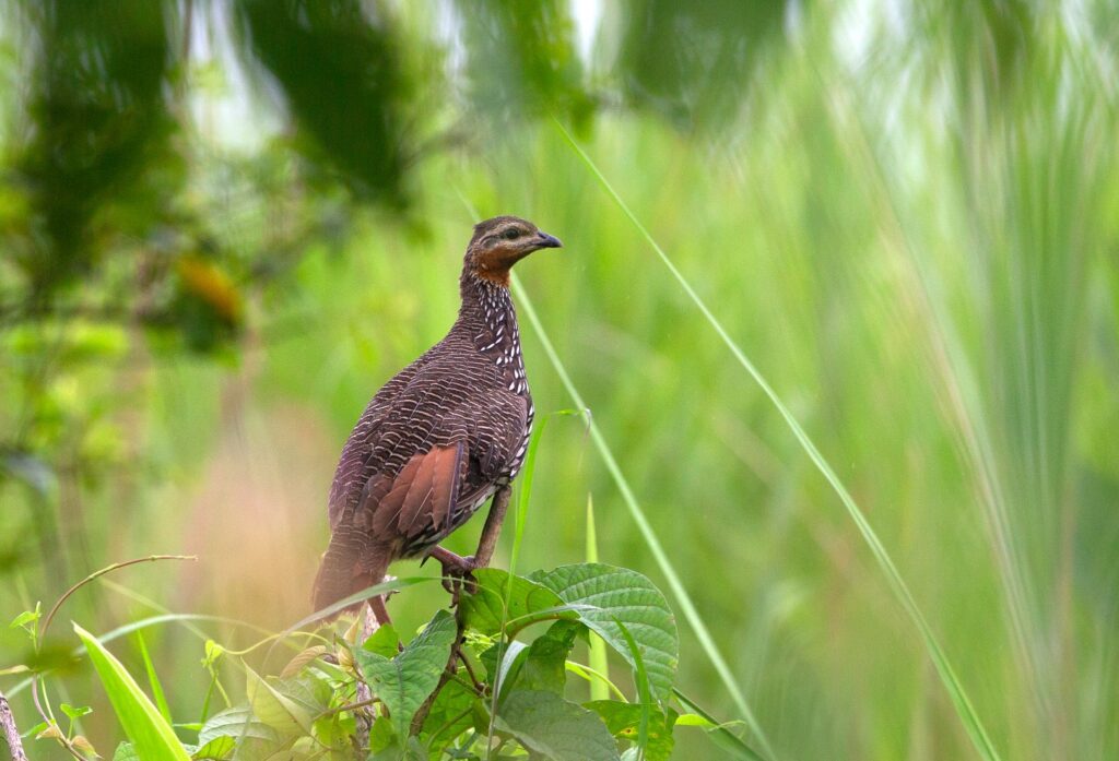 Swamp-Francolin-AS5P0630