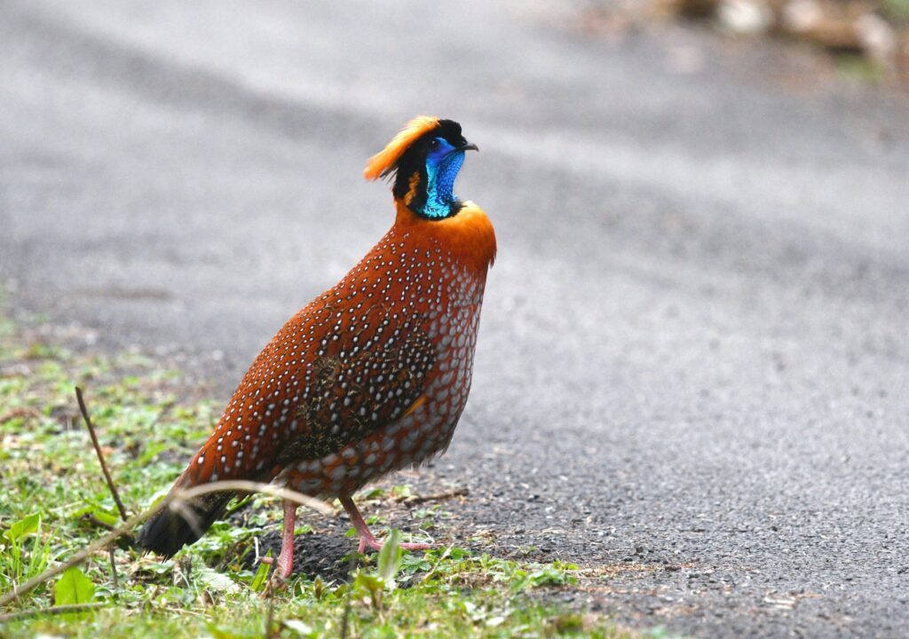 Temminck_s-Tragopan-DSC_9156-1-scaled