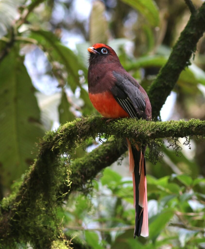 Ward_s-Trogon-IMG_2345