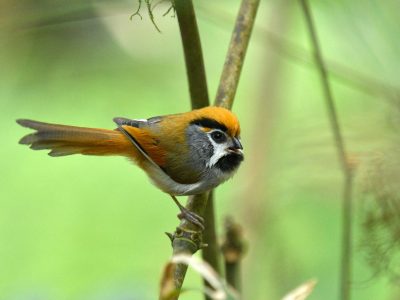 Black-throated-Parrotbill_DSC0915-2