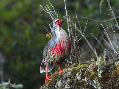 Blood-Pheasant-DSC_1260-1