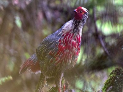 Blood-Pheasant-_AS5P9740