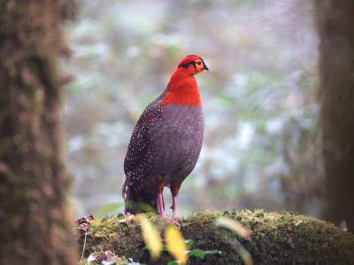 Blyth_s-Tragopan-048A5623-1-scaled