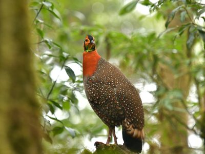 Blyth_s-Tragopan_DSC9312