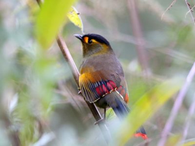 Bugun-Liocichla-IMG_2690