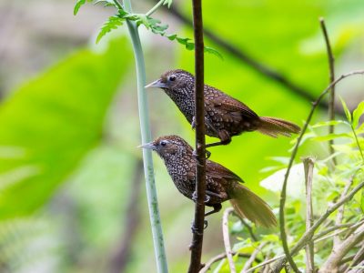 Cachar-Wedge-billed-Babbler-AS5P6365