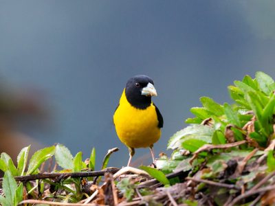 Collared-Grosbeak-AS5P0665-1