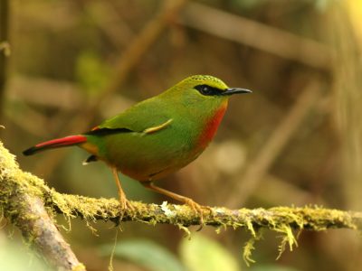 Fire-tailed-Myzornis-IMG_1112-1